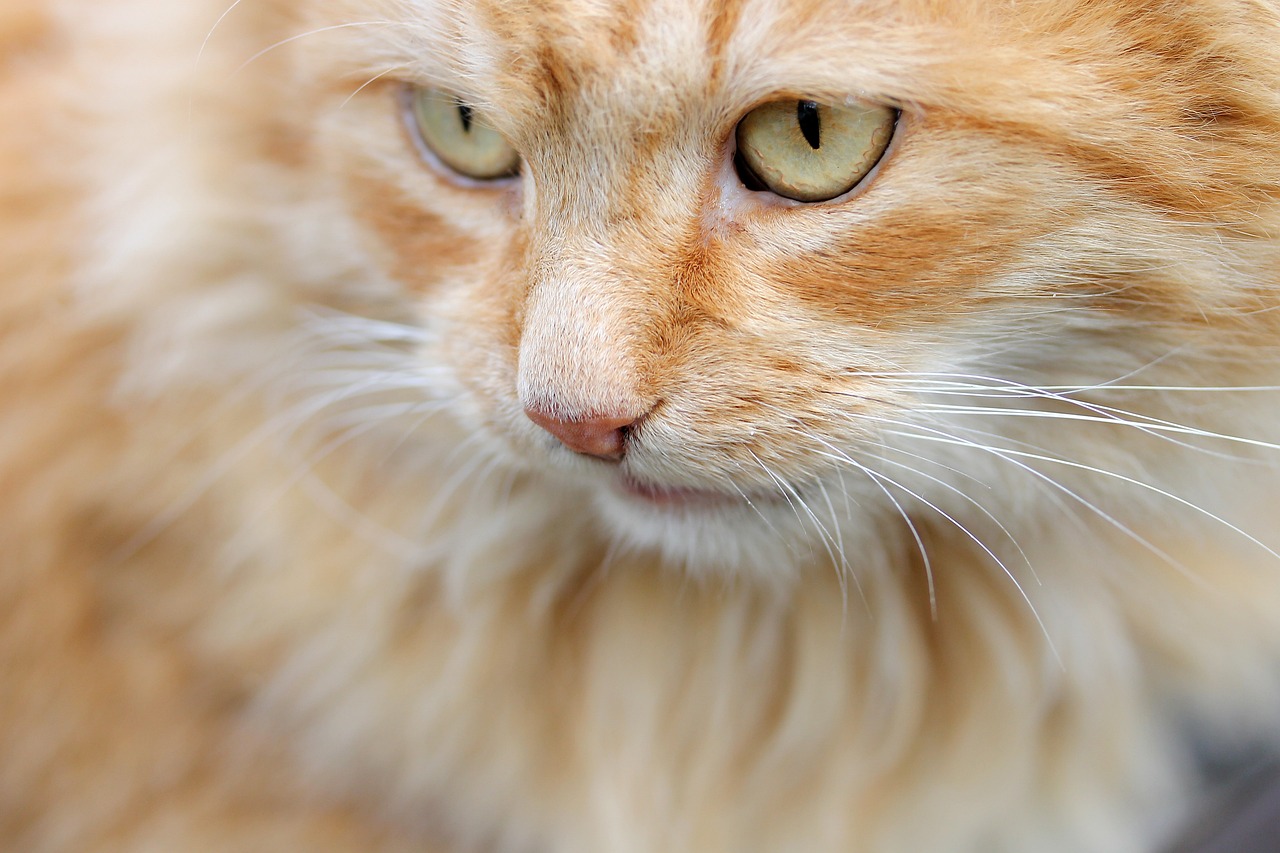 The Best Cat Breeds for Lap Cats